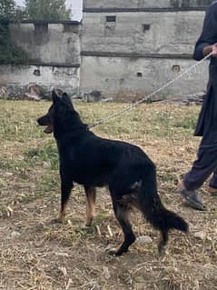 German Shepherd female dog / GSD