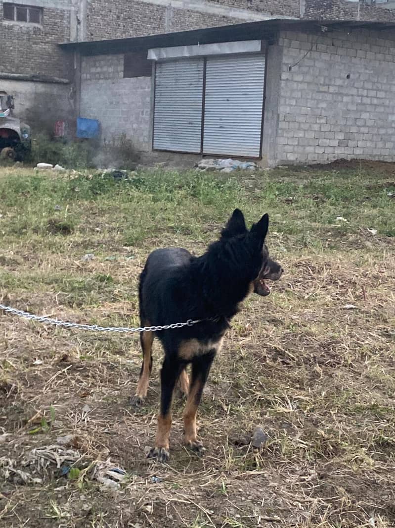 German Shepherd female dog / GSD 4