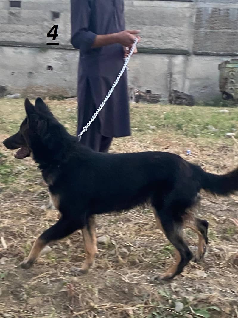 German Shepherd female dog / GSD 5