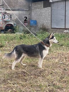 Siberian husky female dog