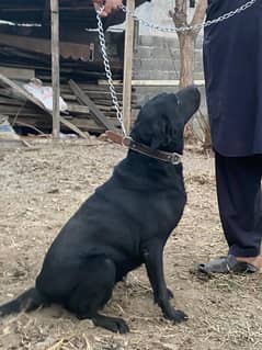 Labra female / black labrador female dog