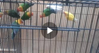 Fisher, Albino and Lutino Lovebirds