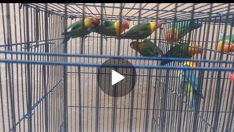 Fisher, Albino and Lutino Lovebirds 1