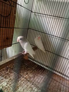 Albino Split Red Eye Pair With Chicks For Sale