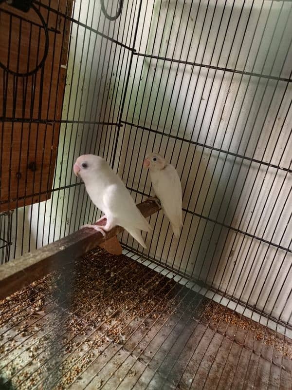 Albino Split Red Eye Pair With Chicks For Sale 2