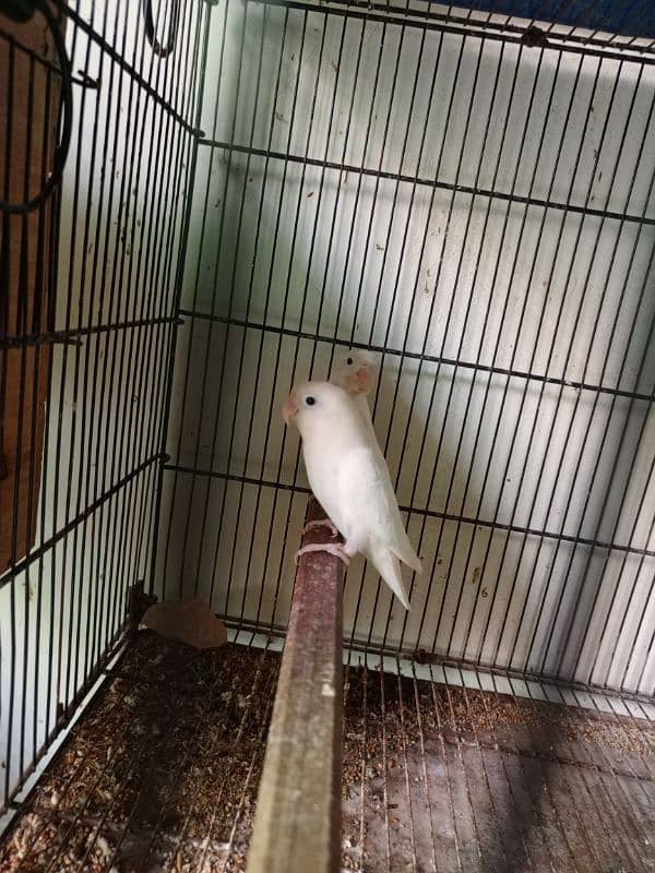 Albino Split Red Eye Pair With Chicks For Sale 3