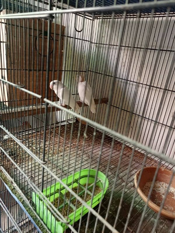 Albino Split Red Eye Pair With Chicks For Sale 4