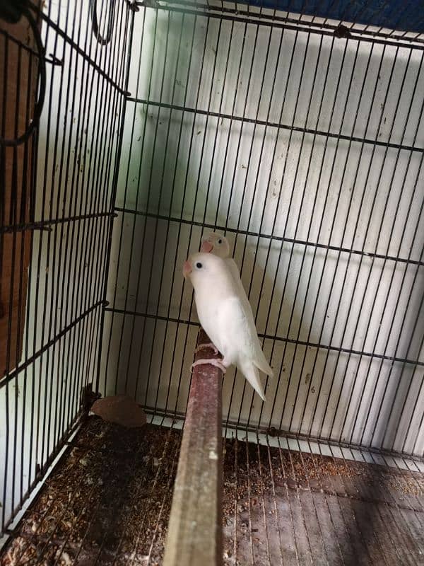 Albino Split Red Eye Pair With Chicks For Sale 5