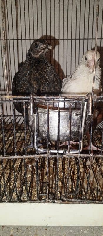 2 female hens/fully active age 2.5months 3