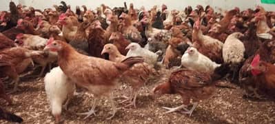 Goldn misri pathiya pathy |Hens | Murgiya | مرغیاں | Chicks | desi hen