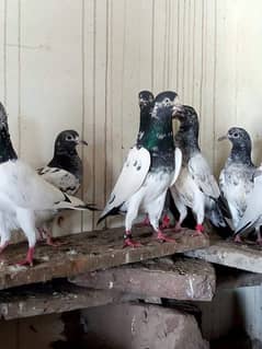 pigeons