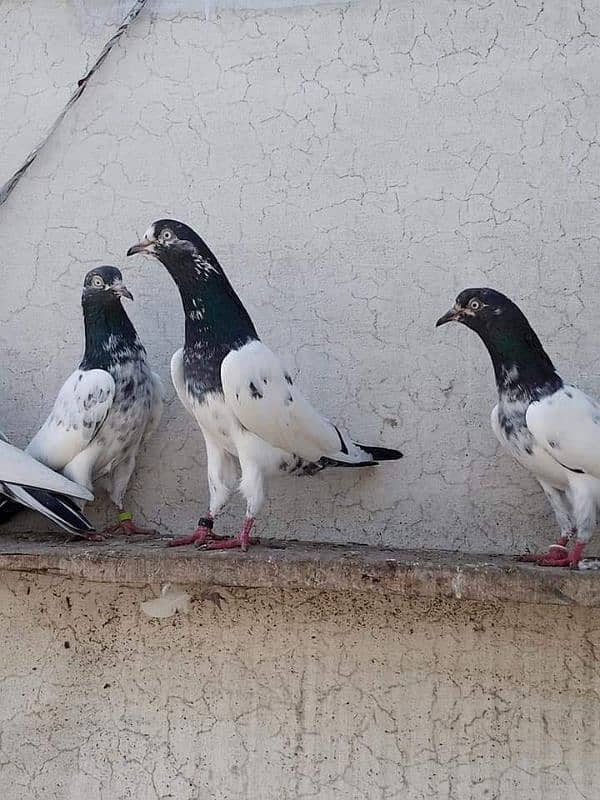 pigeons 2