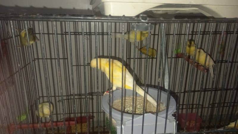 African canary sale sale sale 1