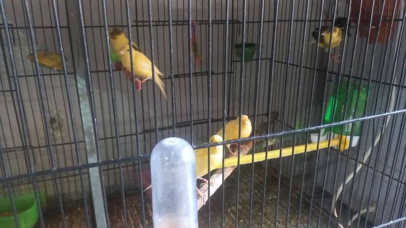 African canary sale sale sale 2