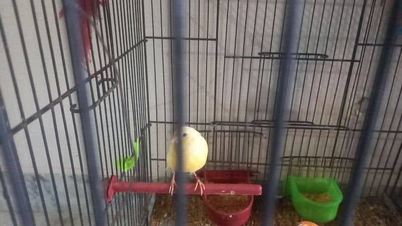 African canary sale sale sale 3