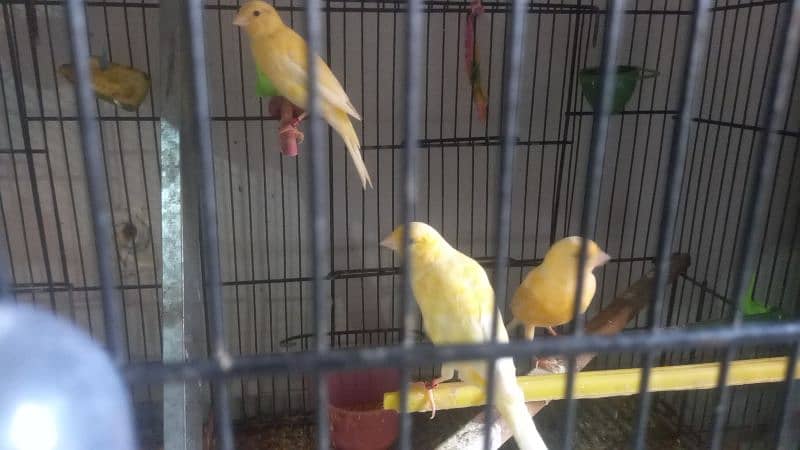 African canary sale sale sale 4