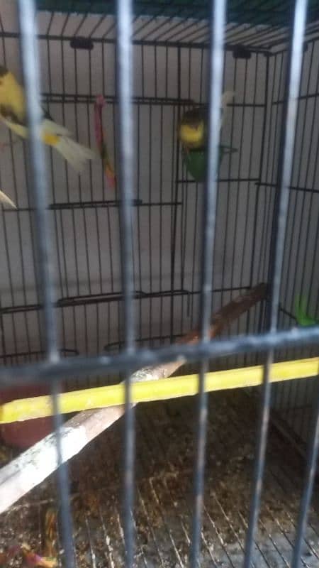 African canary sale sale sale 5