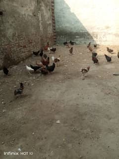 masiri hens