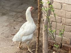 03064970225 heera female