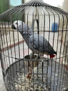 African Grey Parrot