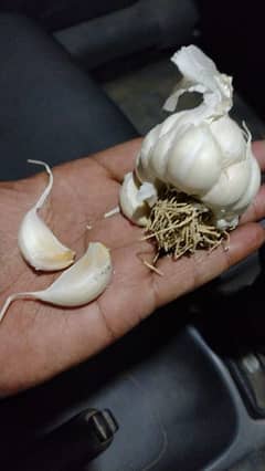 desi garlic NS 756 golden farmy or kohati farmy seed available