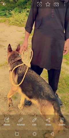 German shepherd breeder female available for sale 0