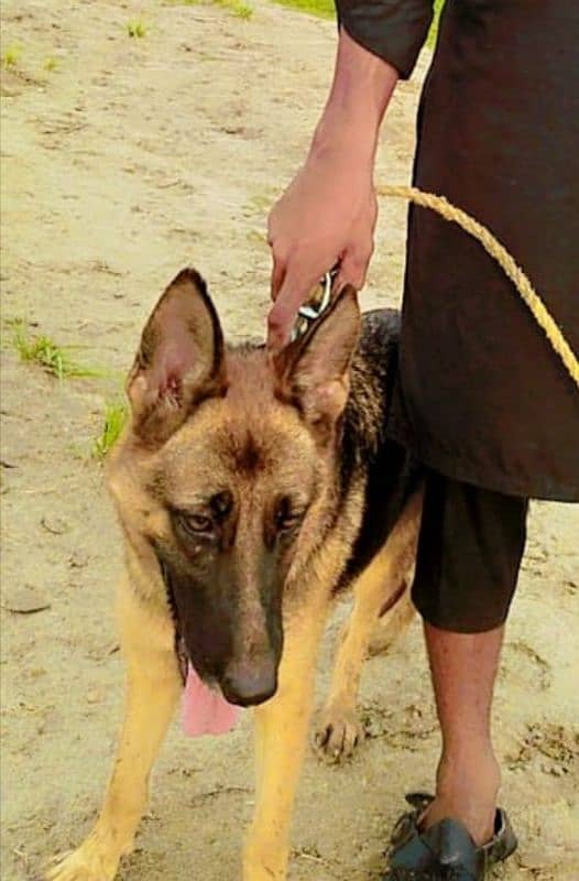 German shepherd breeder female available for sale 2