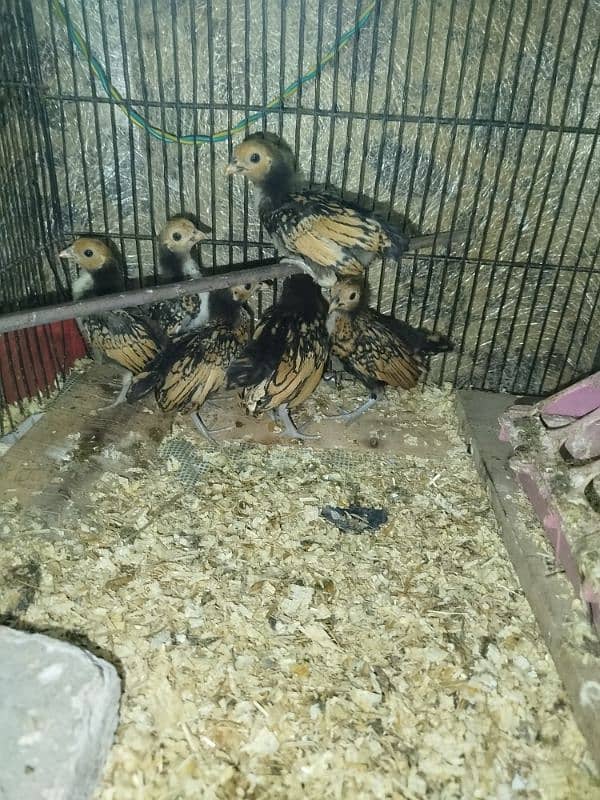 golden sebright chicks for sell 4