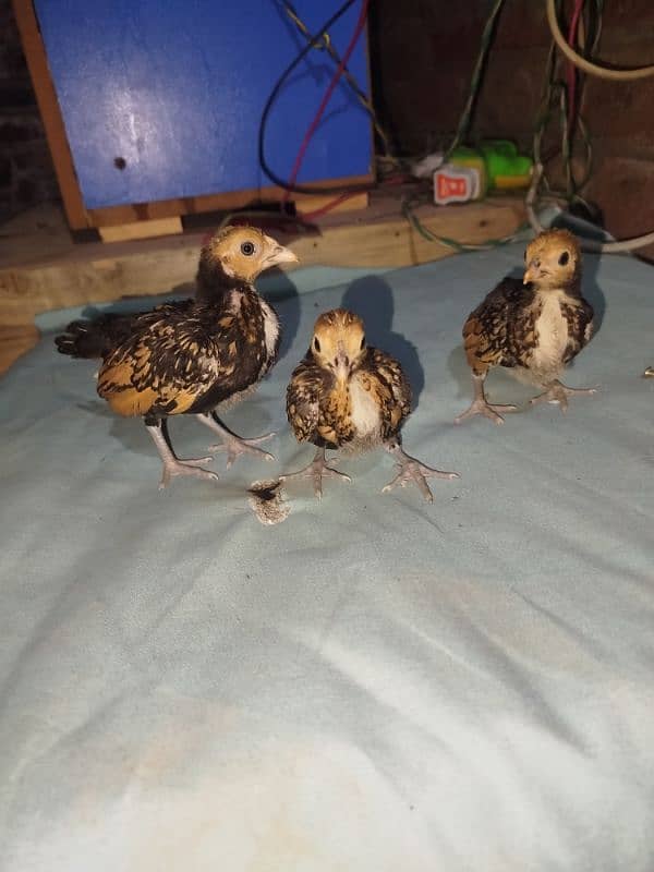 golden sebright chicks for sell 6