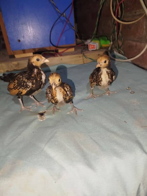 golden sebright chicks for sell 7