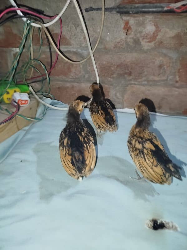 golden sebright chicks for sell 8