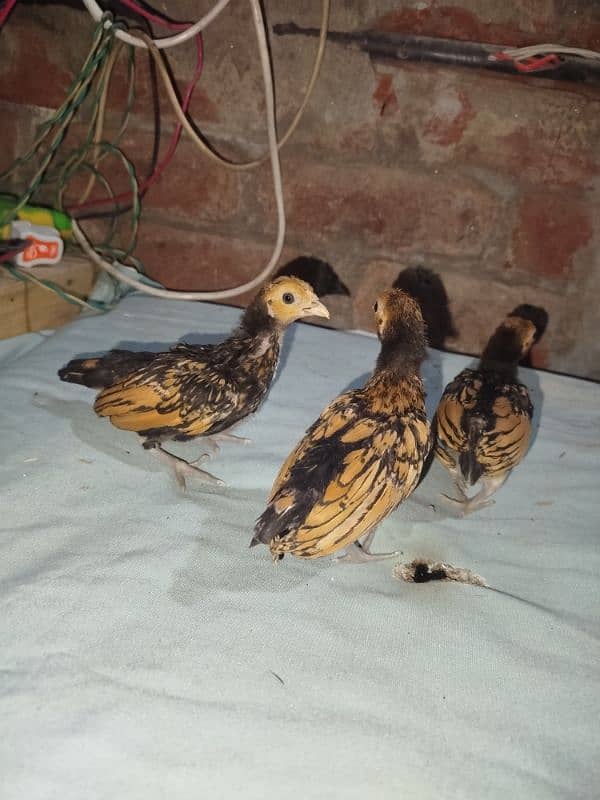 golden sebright chicks for sell 9