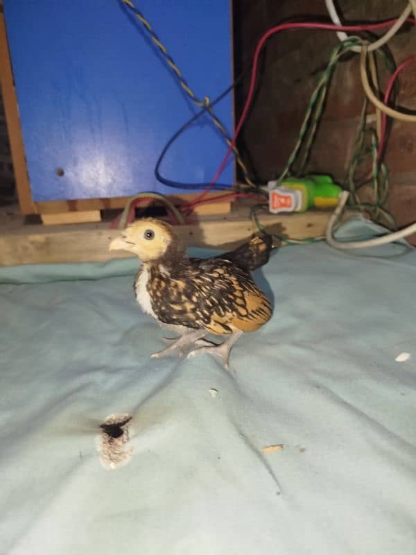 golden sebright chicks for sell 10