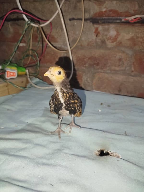 golden sebright chicks for sell 11