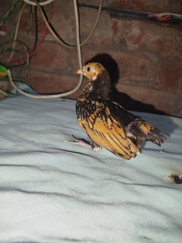 golden sebright chicks for sell 12