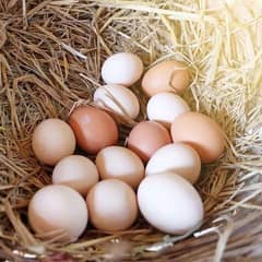 Desi Eggs available for sale