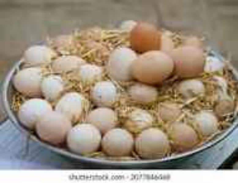 Desi Eggs available for sale 1