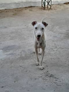 Gultair 11 month old male dog