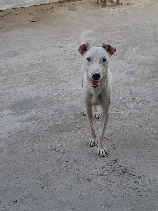 Gultair 11 month old male dog 1