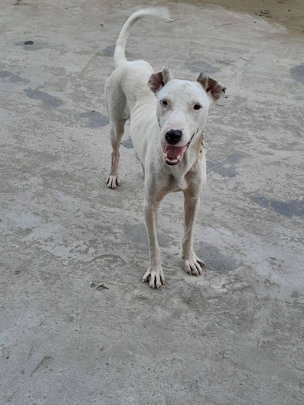 Gultair 11 month old male dog 2