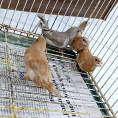 Euro Finches