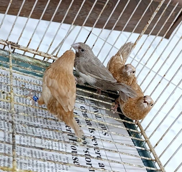 Euro Finches 1