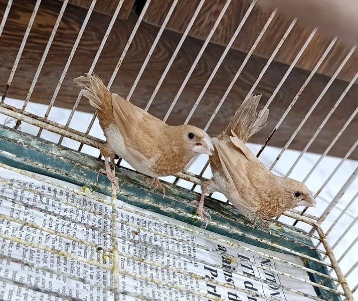 Euro Finches 2