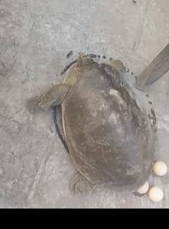 3 flag shell turtle for family for sale.