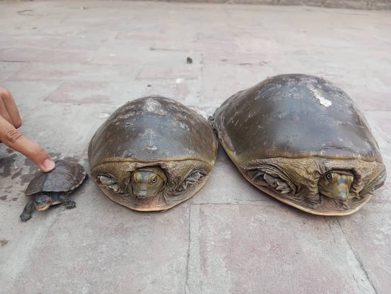 3 Piece flag shell turtle for family for sale. 3