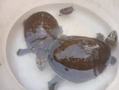 3 flag shell turtle for family for sale.