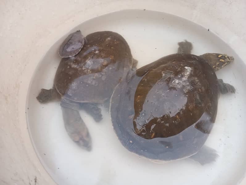 3 Piece flag shell turtle for family for sale. 4