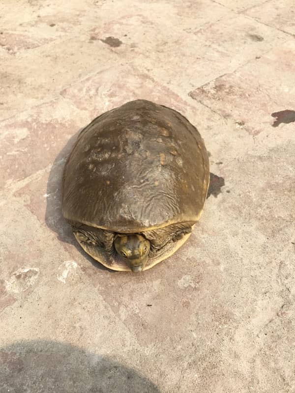 3 Piece flag shell turtle for family for sale. 5