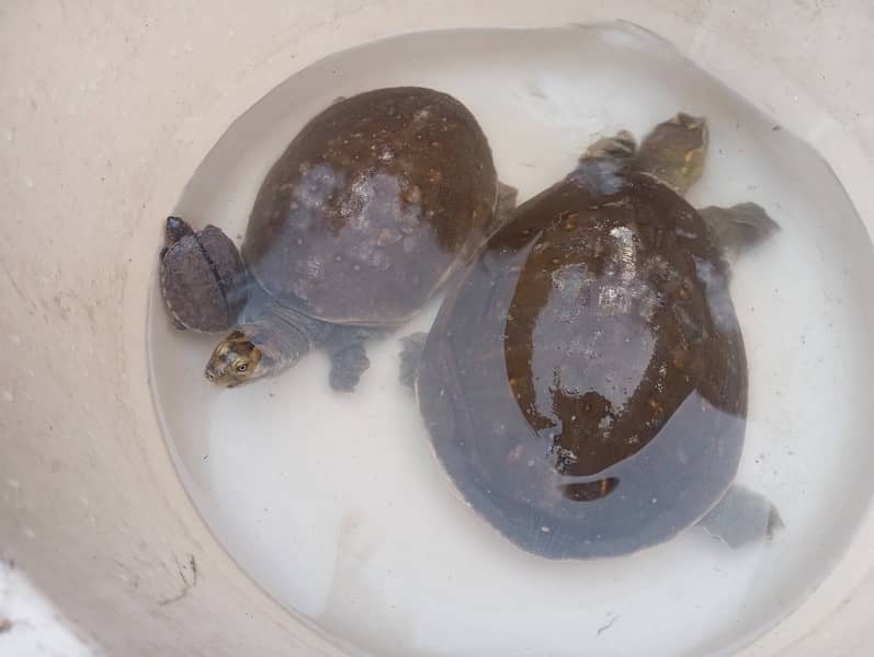 3 Piece flag shell turtle for family for sale. 7