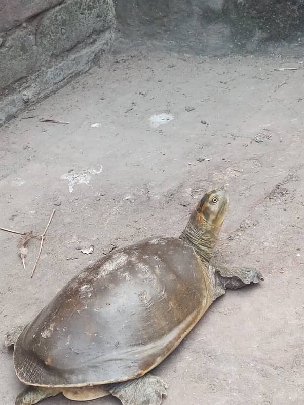 3 Piece flag shell turtle for family for sale. 8